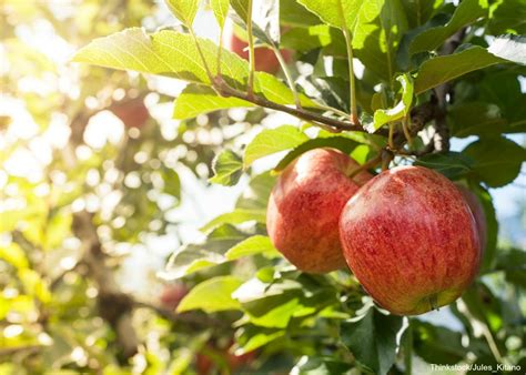 The heart of our operation still lies in producing apples. 4 Beautiful Apple Orchards in Southern Maine You Need to Visit