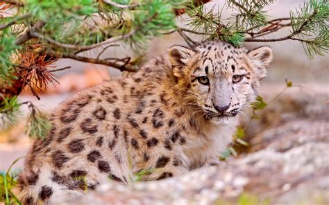 Download Wallpaper For 2560x1440 Resolution Cute Snow Leopard Face