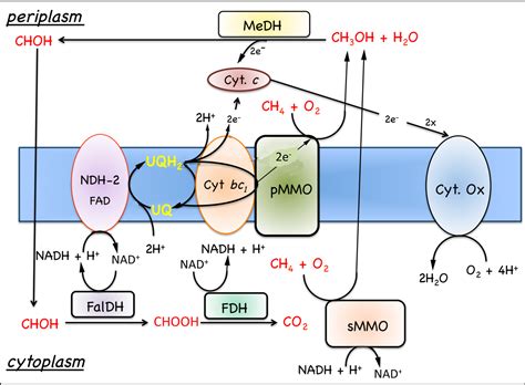 Metabolic Pathways Methanotroph Commons