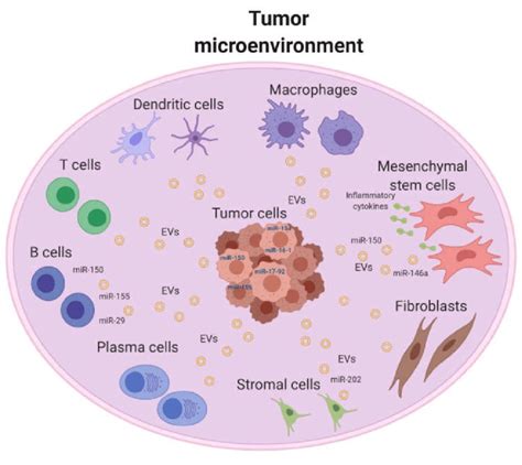 Schematic Overview Of Tumor Microenvironment Of B Cell Malignancies
