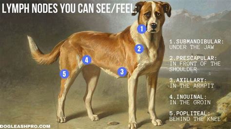 Dog Lymph Node Chart