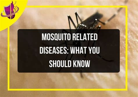 Mosquito Related Diseases What You Should Know Zip Pest Solutions
