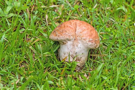 Brown Toxic Mushrooms Poisonous Mushroom Or Mushroom Toxicity G Stock