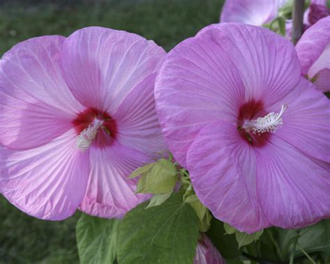 Planting And Maintaining Swamp Rose Mallow