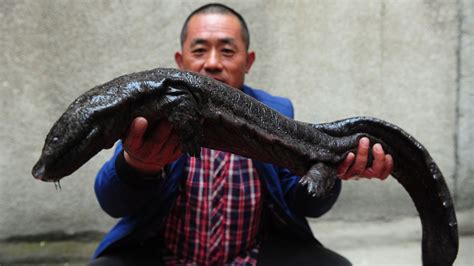 Chinese Giant Salamanders Are Slipping Towards Extinction Cgtn