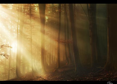 Fairytale Forest Robin Halioua Flickr