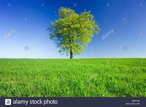 Arbol De Haya Fotos E Imágenes De Stock Alamy