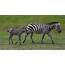 Baby Zebra Now Roaming Binder Park Zoo