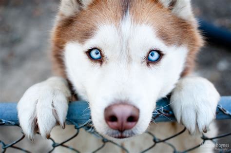 Adorable Will Own A Husky One Day Cute Animals Husky Dogs Animals