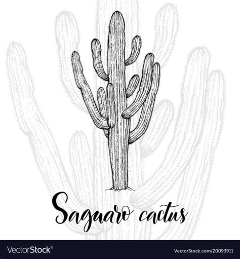 Hand Drawn Saguaro Cactus Royalty Free Vector Image