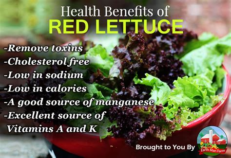 Health Benefits Of Red Lettuce Earth Man Farm
