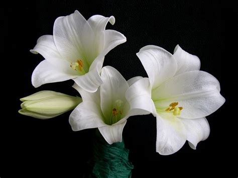 Fotos De Flores Blancas Imagui