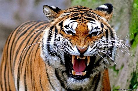 Angry Tiger Anger Hd Wallpaper Pxfuel