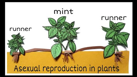 Asexual Reproduction In Plants My Xxx Hot Girl