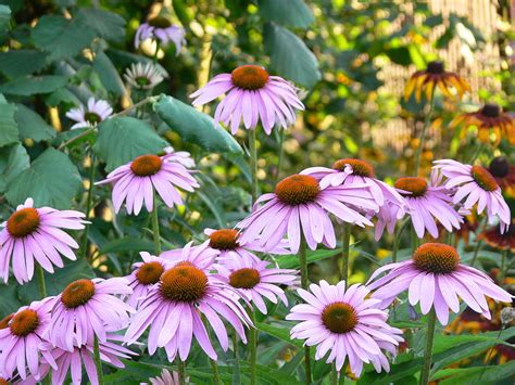 Echinacea For Immunity Supplements In Review