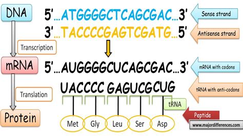 Dna Template Strand And Coding Strand