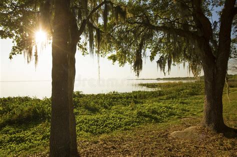 Late Afternoon Shoreline Of Scenic Lake Apopka In Florida Stock Image