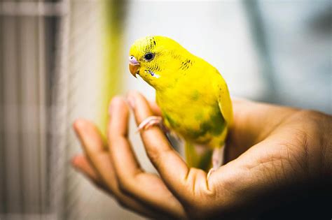 Bird Identification Common Yellow Parrots