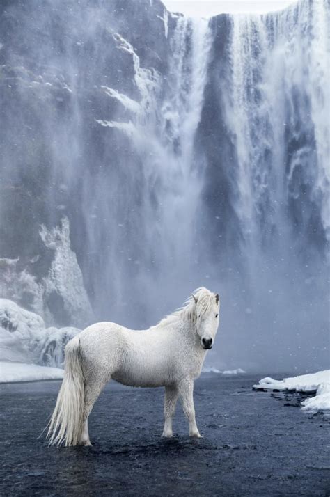 🔥 Wild Icelandic Horse In The River Beneath The Skógafoss Waterfall In