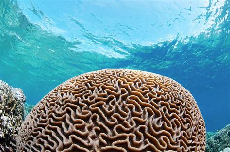 Brain Coral Photograph By Scubazooscience Photo Library Pixels
