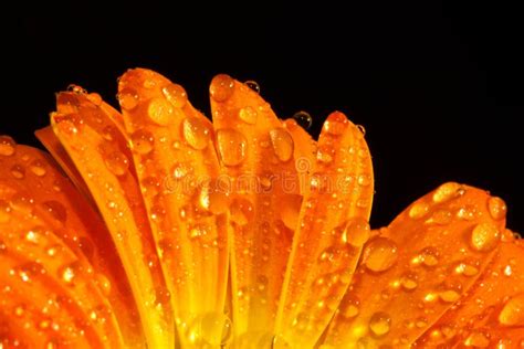 Orange Flower Macro Water Drops Stock Photo Image Of Water Orange