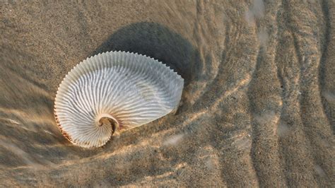 Five Incredible Facts About The Paper Nautilus Australian Geographic