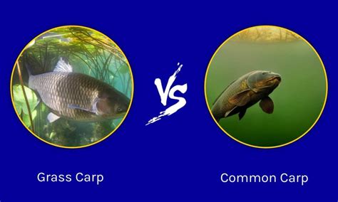 Grass Carp Vs Common Carp 6 Key Differences A Z Animals