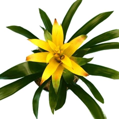 Guzmania Plant Yellow Bromiliad Buy Online India At
