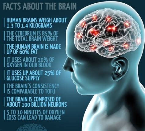 The Astonishing Facts About The Human Brain You Need To Know 2023 Riset
