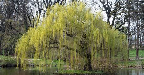 how to grow and care for weeping willows gardener s path
