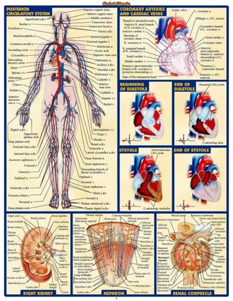 Charts provided for personal entertainment or informational use only. 153230 Chart Human Body Anatomy Art Decor Wall Print Poster | eBay