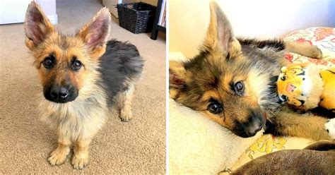 2 Year Old German Shepherd With Dwarfism Still Looks Like A Puppy Begs