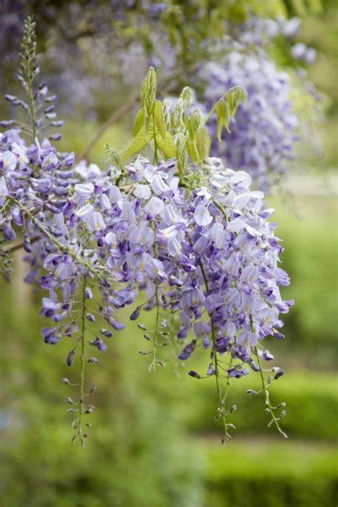 How To Make Wisteria Bloom JardinerÍa Estepona Jardinero Marbella