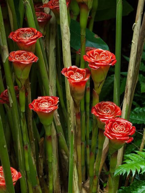 Etlingera Corneri Rose Of Siam World Of Flowering Plants