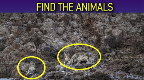 Find The Hidden Animals Quiz Youtube
