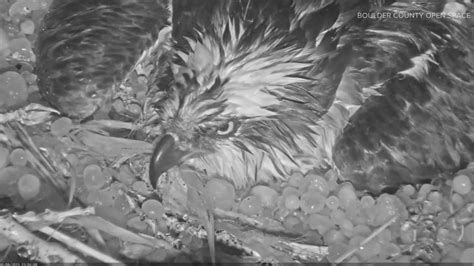Colorado Hailstorm Pounds Osprey Mother As She Protects Her Eggs