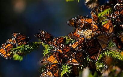 Bing Wallpapers Desktop Backgrounds Pixelstalk Butterfly Monarch