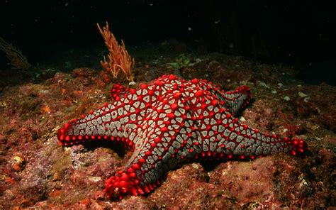 Wallpaper Animals Nature Wildlife Underwater Starfish Coral Reef