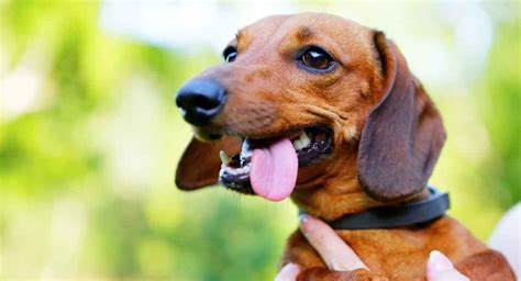 Dachshund Temperament Traits And Personality Mans Best Friend