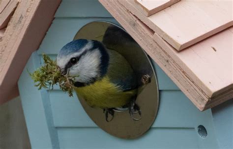 Make Birds Fall In Love With Your Backyard By Knowing How To Attract