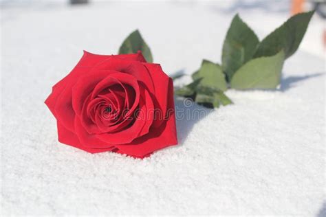 Red Rose On Snow Stock Photo Image Of Pretty Love Close 95367498
