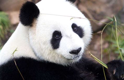 2014 Giant Panda Breeding Season Outcome Adelaide Zoo
