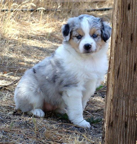 Honey Lake Mini Aussies Miniature Australian Shepherd Breeder