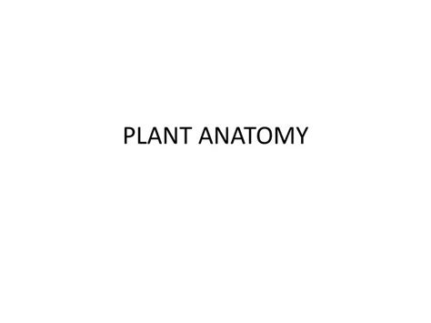 Ppt Plant Anatomy Powerpoint Presentation Free Download Id1126725