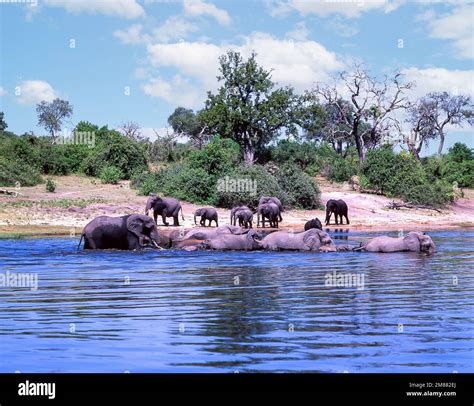 Elefantes Jugando En El Río Chobe Parque Nacional Chobe Chobe