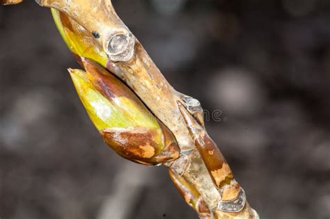 Ash Tree Buds At Spring Stock Photo Image Of Branch 30655338
