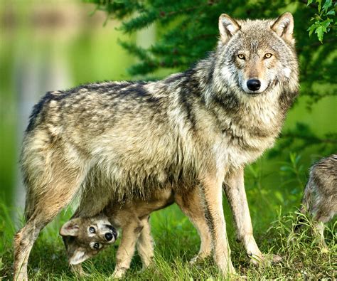 Victory Colorado Has Finalized A Plan To Reintroduce Gray Wolves Back