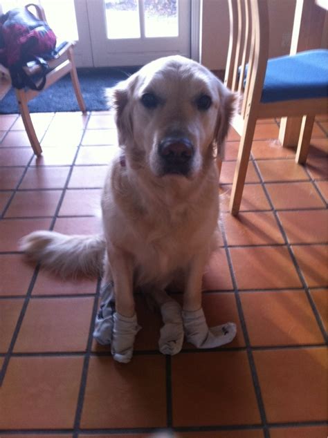 Just My Sock Wearing Dog Aww