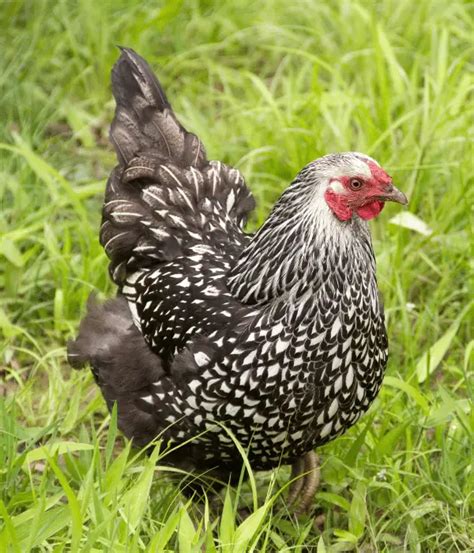 15 Awesome Wyandotte Chicken Color Varieties With Pictures