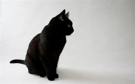 Cat Animals Black Cats Simple Background White Background